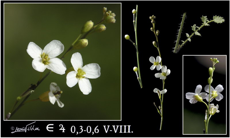 Crambe filiformis