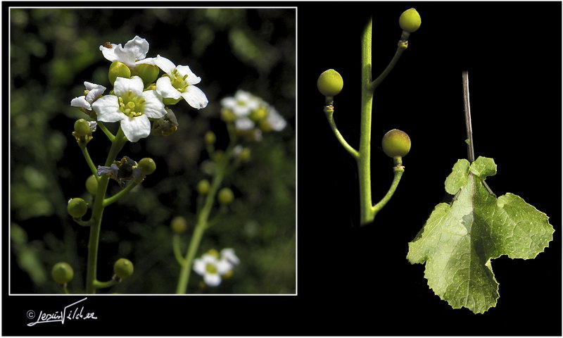 Crambe hispanica