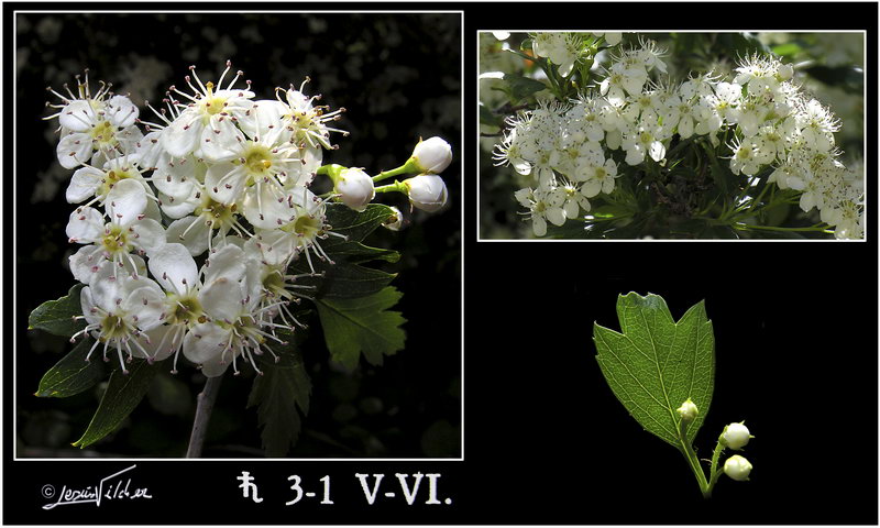 Crataegus monogyna