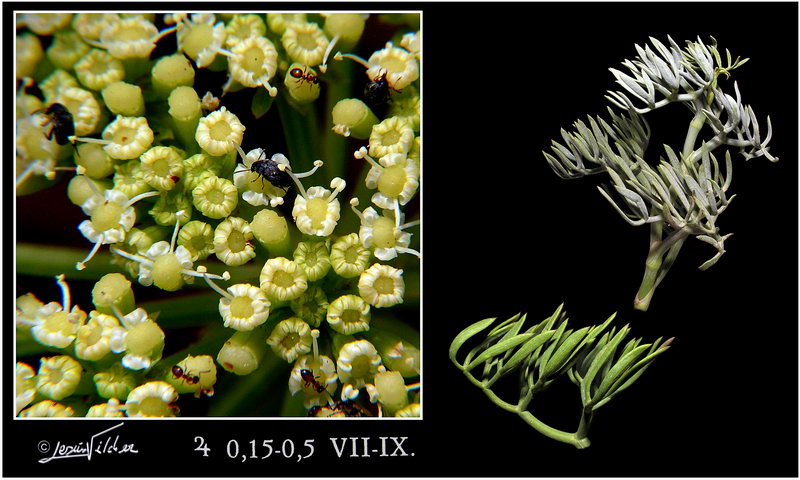 Crithmum maritimum