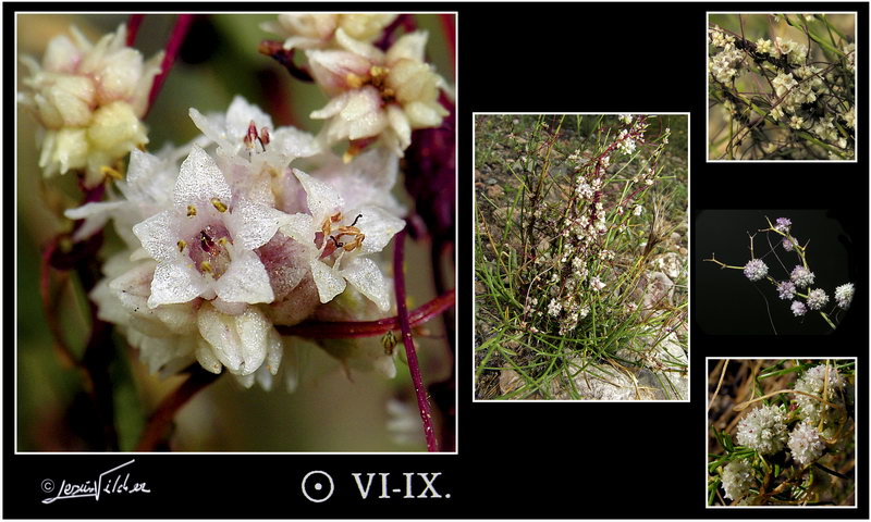 Cuscuta planiflora