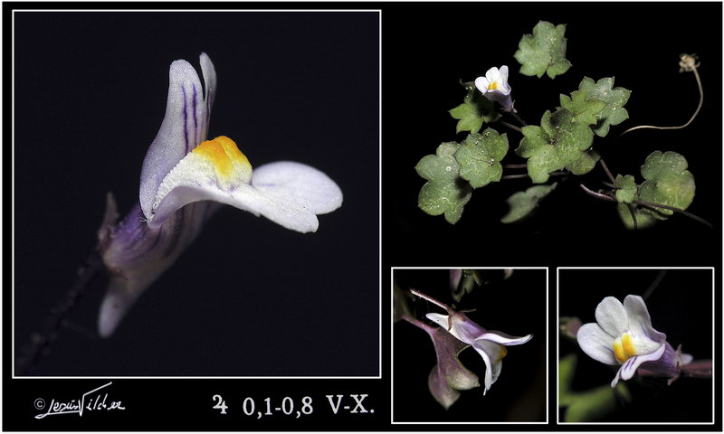 Cymbalaria muralis muralis