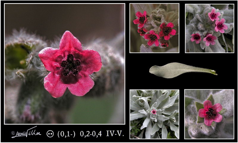 Cynoglossum cheirifolium cheirifolium