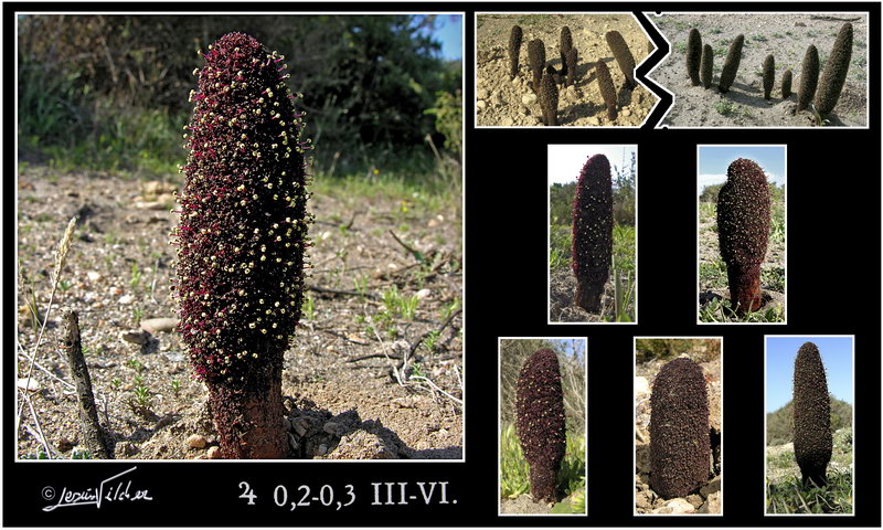 Cynomorium coccineum coccineum