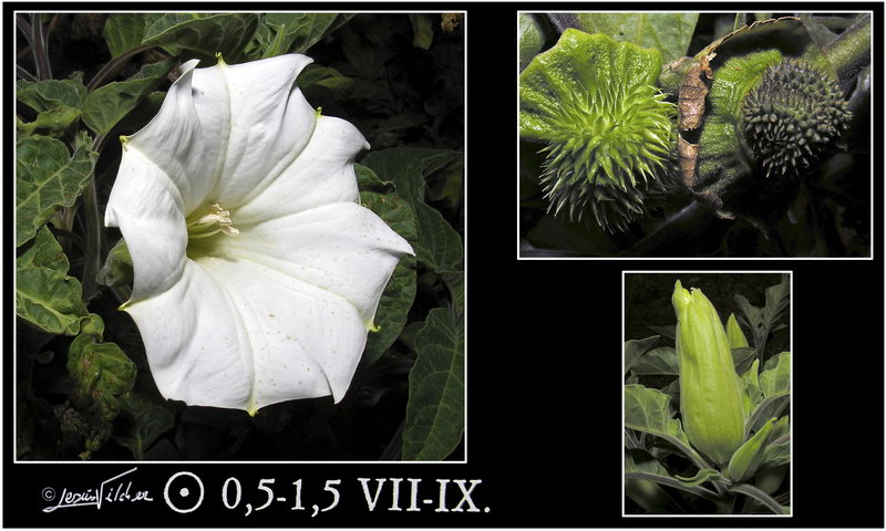 Datura ferox
