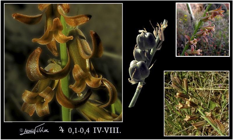 Dipcadi serotinum serotinum