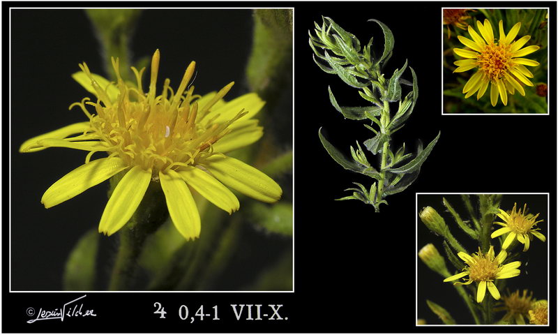 Dittrichia viscosa