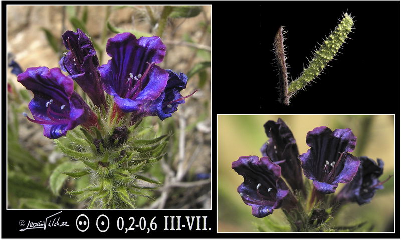 Echium plantagineum