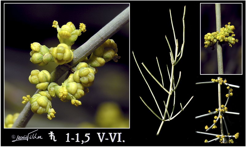 Ephedra fragilis fragilis
