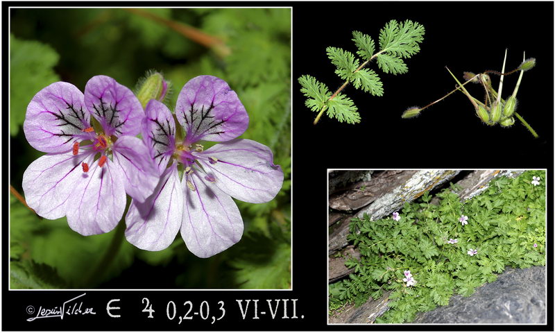 Erodium rupicola