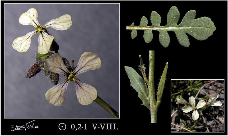 Eruca vesicaria vesicaria