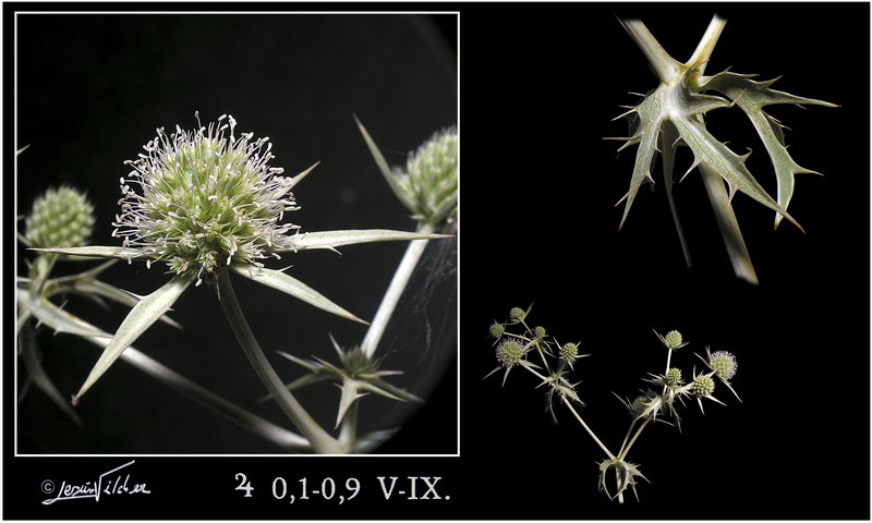Eryngium campestre
