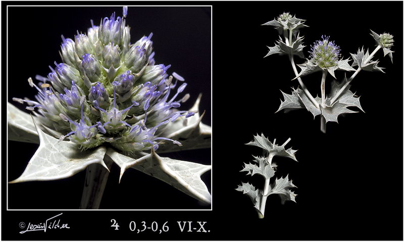 Eryngium maritimum