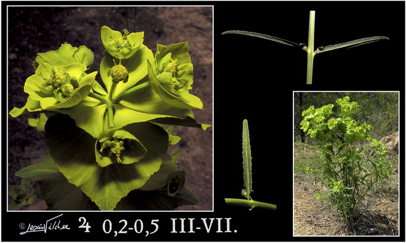 Euphorbia  errata