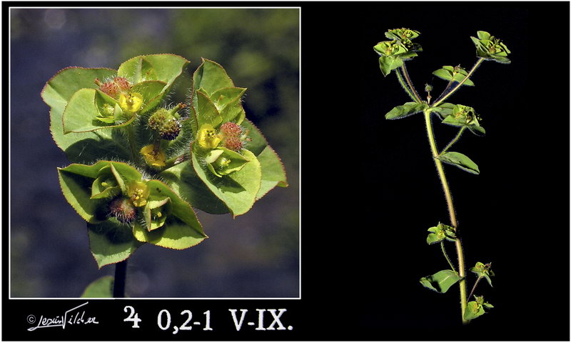 Euphorbia hirsuta
