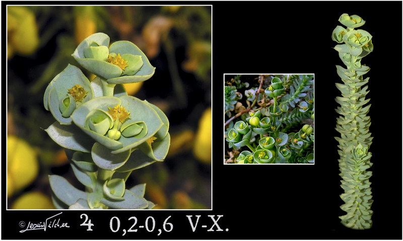 Euphorbia paralias