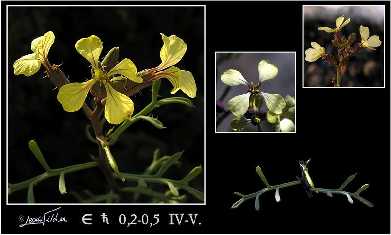 Euzomodendron bourgaeanum