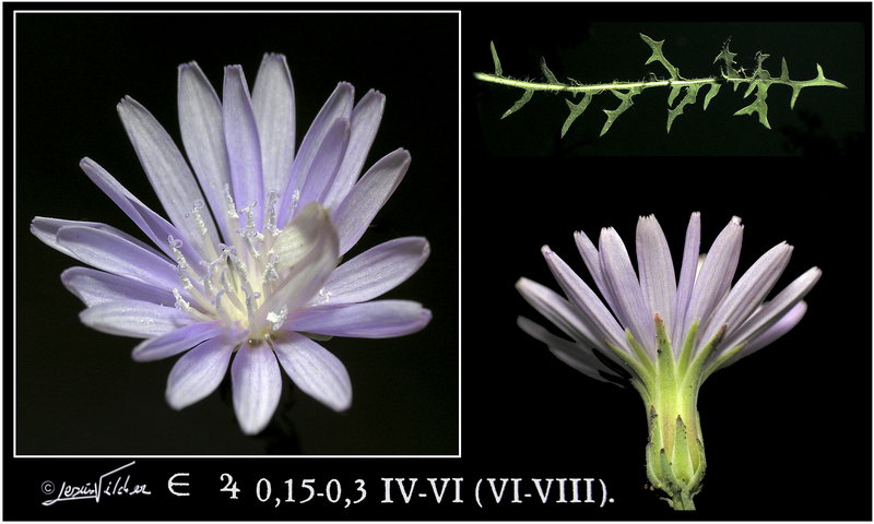 Lactuca tenerrima
