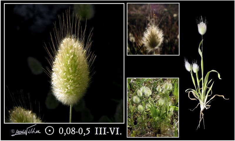 Lagurus ovatus