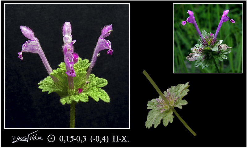 Lamium amplexicaule