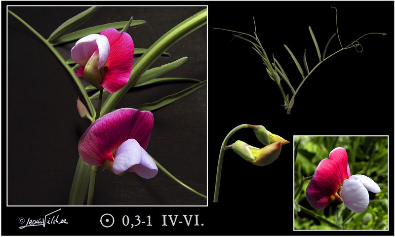 Lathyrus clymenum