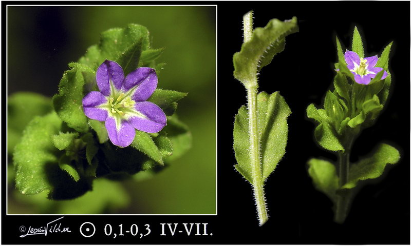 Legousia hybrida