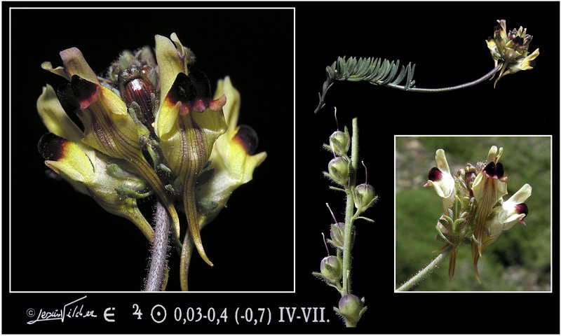 Linaria aeruginea