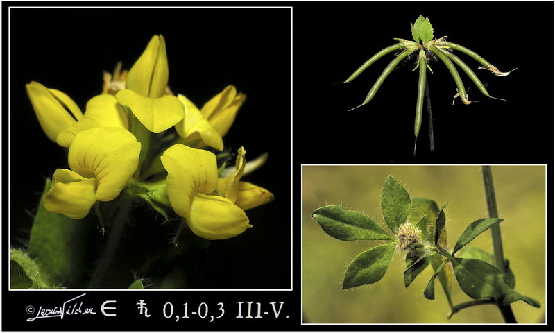 Lotus pedunculatus