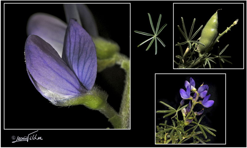 Lupinus angustifolius