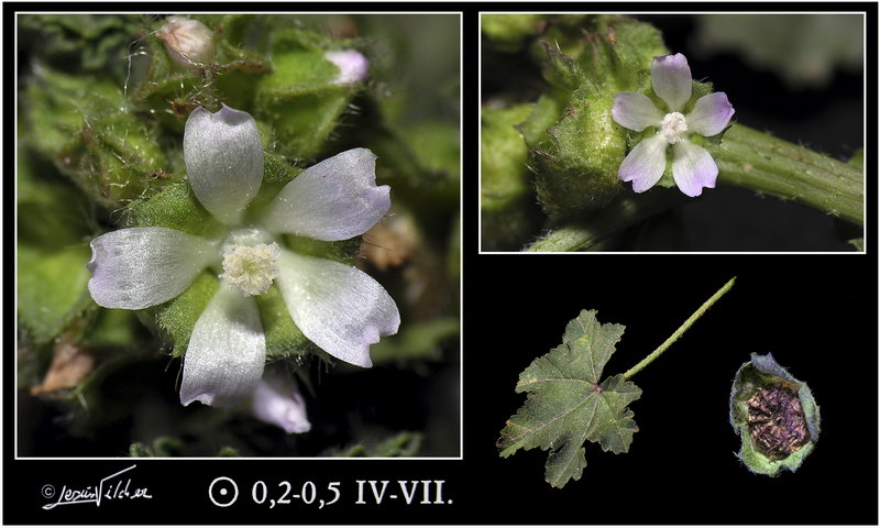 Malva parvifllora