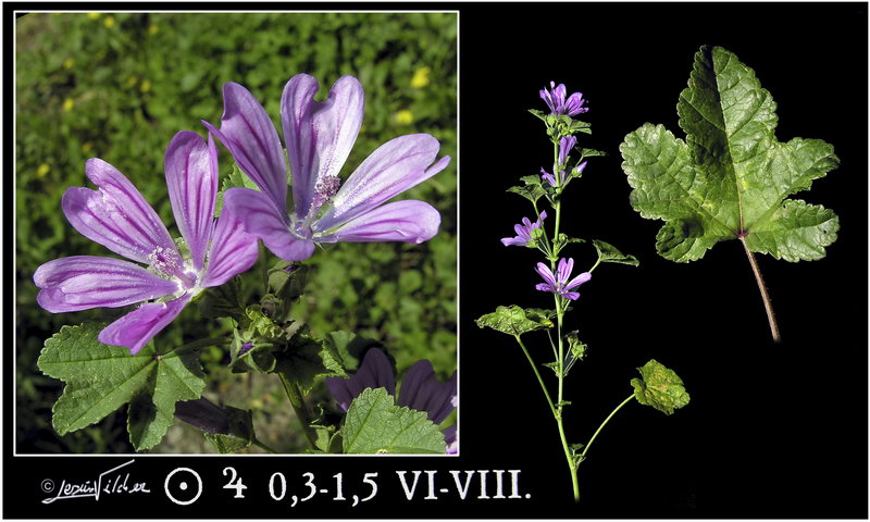 Malva sylvestris