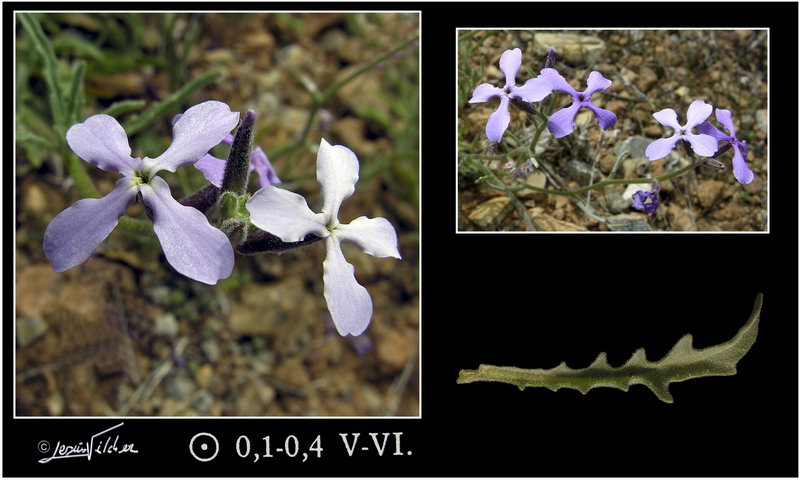 Matthiola tricuspidata