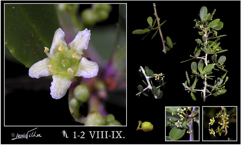 Maytenus senegalensis europaea