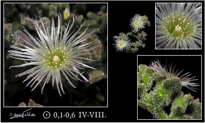 Mesembryanthemum crystallinum