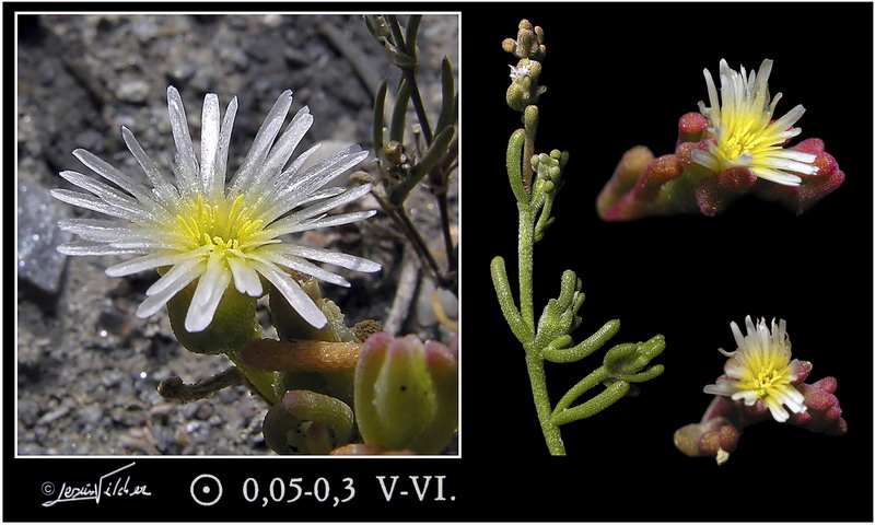 Mesembryanthemum nodiflorum
