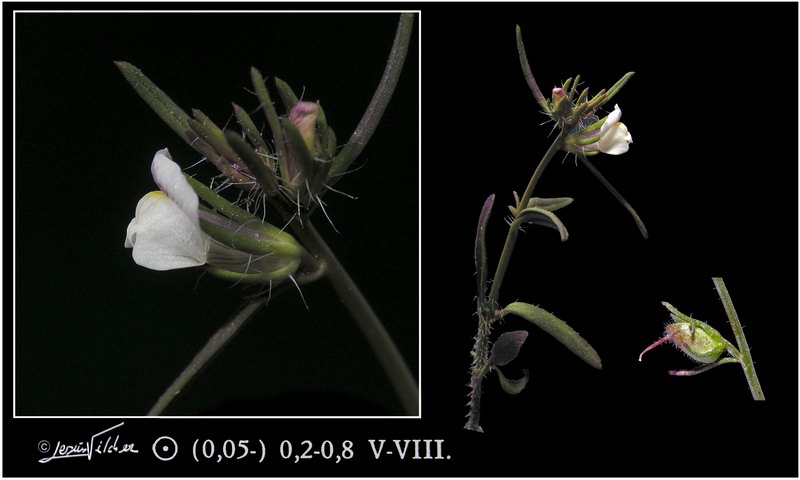 Misopates microcarpum