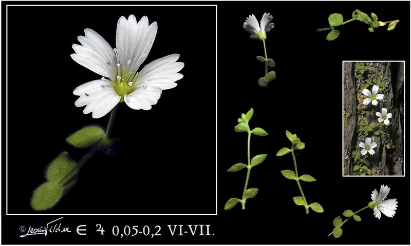 Moehringia fontqueri