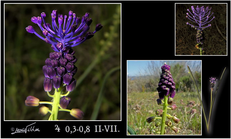 Muscari comosum