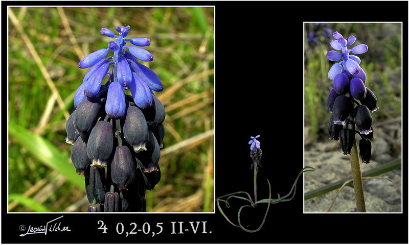 Muscari negletum