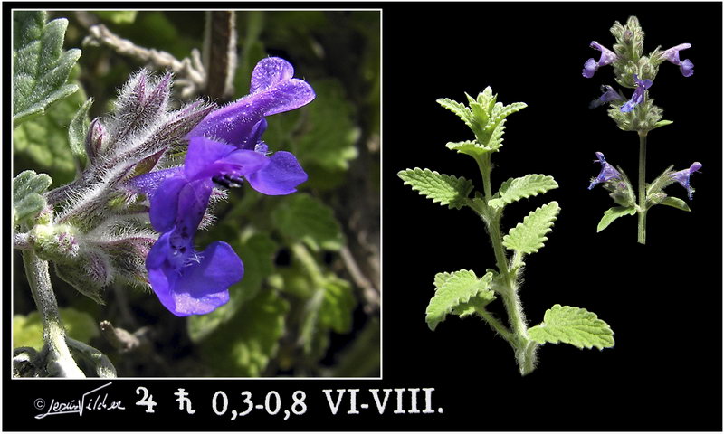 Nepeta nepetella murcica