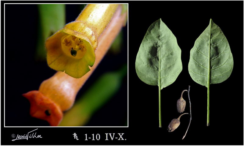 Nicotiana glauca