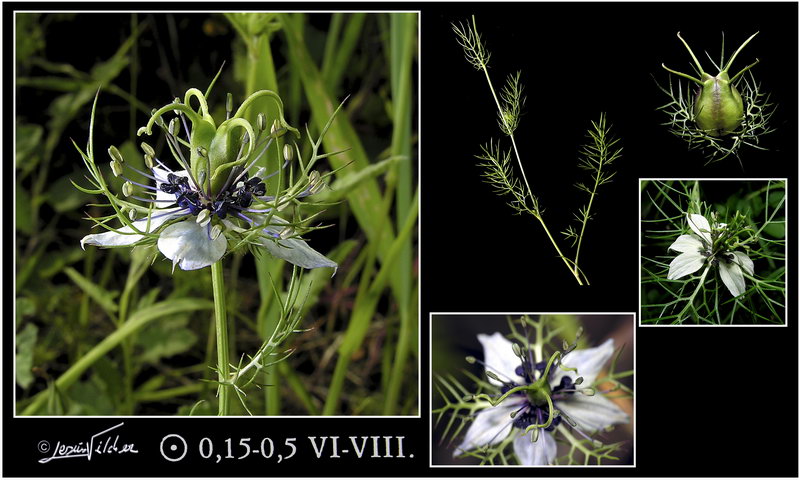 Nigella damascena