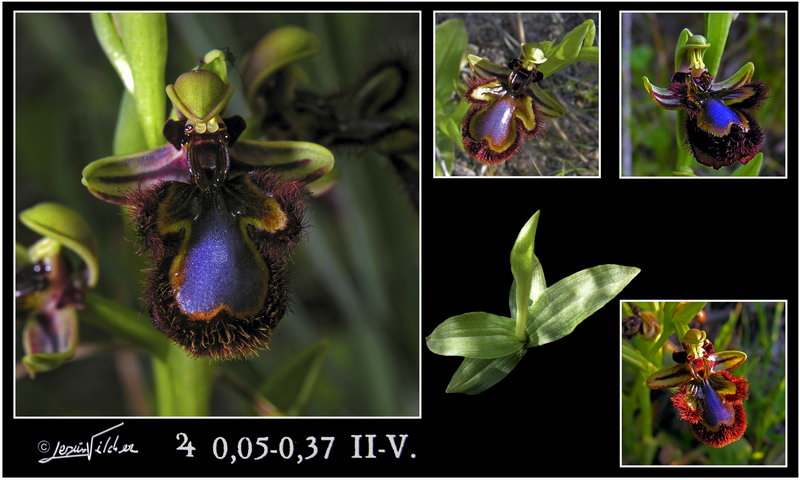 Ophrys speculum