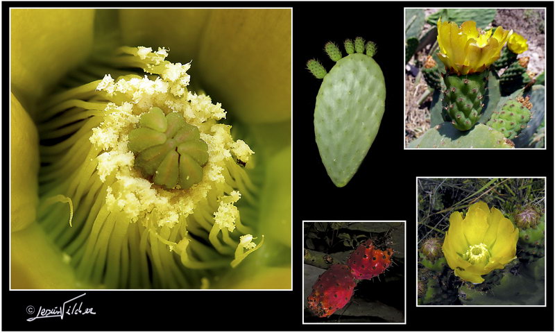 Opuntia ficus indica