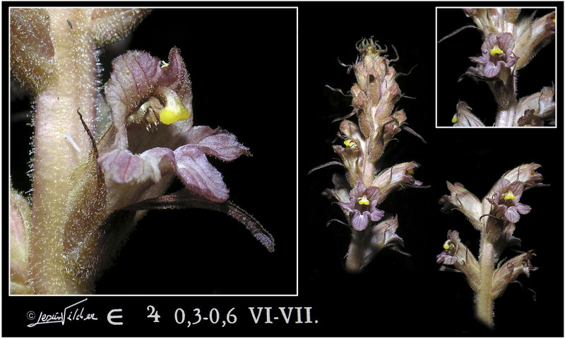 Orobanche haenseleri