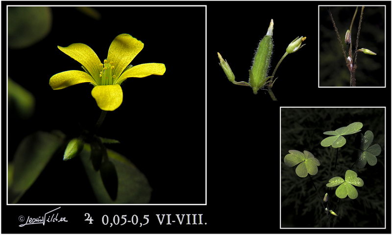 Oxalis corniculata