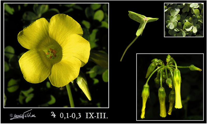 Oxalis pes caprae