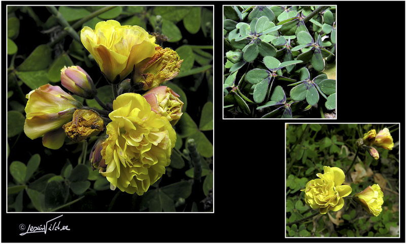 Oxalis pes caprae pleniflora