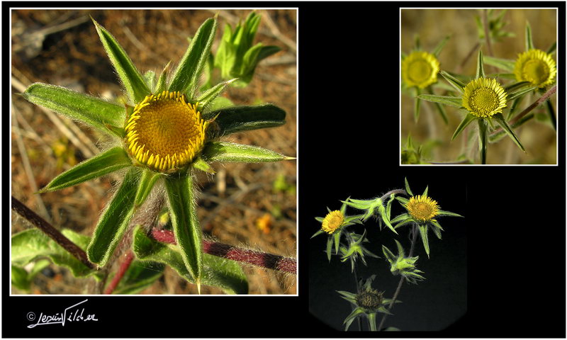 Pallenis spinosa