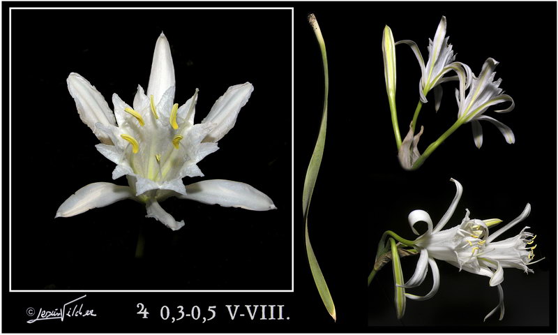 Pancratium maritimum
